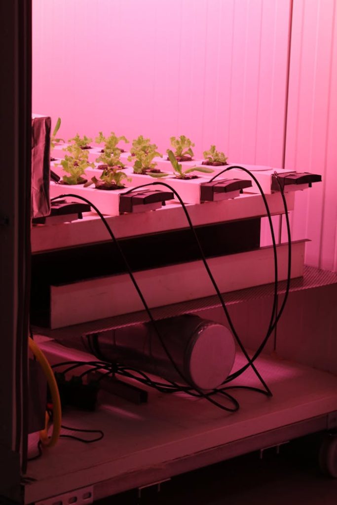 Innovative hydroponic system with saplings under pink LED light, showcasing agriculture technology.